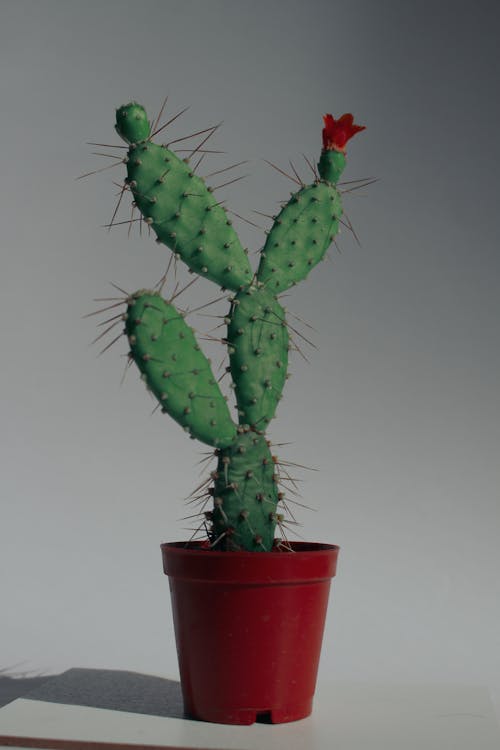 Darmowe zdjęcie z galerii z botanika, garnek, kaktus