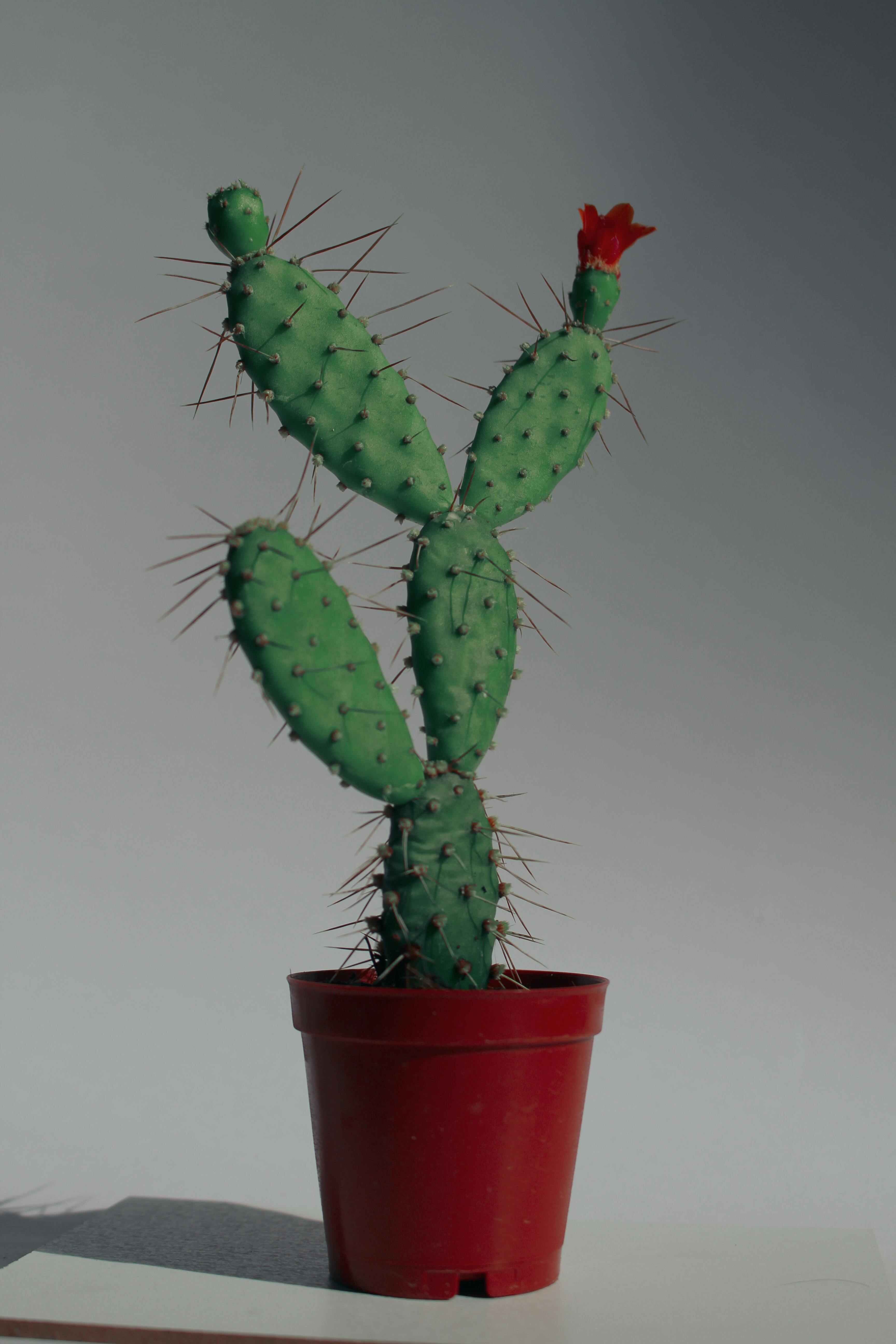 Cactus Ph Photos, Download The BEST Free Cactus Ph Stock Photos & HD Images