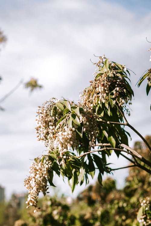 Fotos de stock gratuitas de al aire libre, árbol, brillante