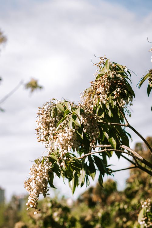 Free Sunlit branch with white flowers against a bright sky, capturing summer's essence in a garden setting. Stock Photo
