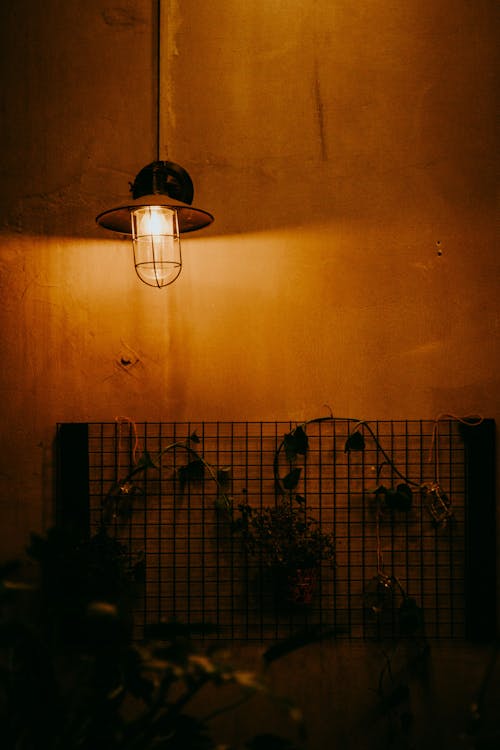 담쟁이덩굴, 램프, 밤의 무료 스톡 사진