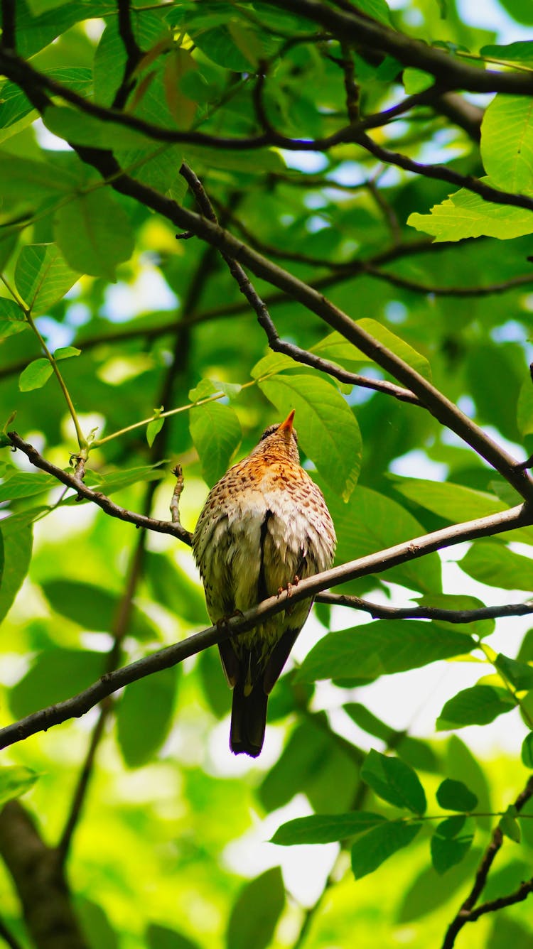 Bird Perching On Twig