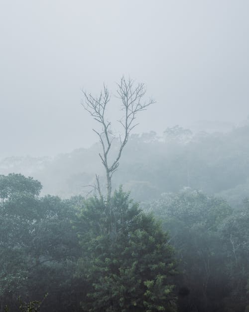 Single Leafless Tree Towering Over the Rest of the Forest Hidden in the Mist