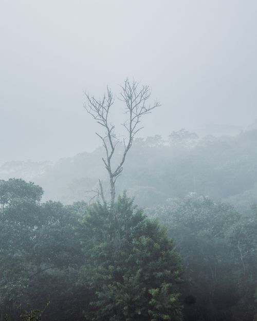 Free Misty and tranquil forest landscape enveloped in dense fog, creating a mysterious and calming atmosphere. Stock Photo
