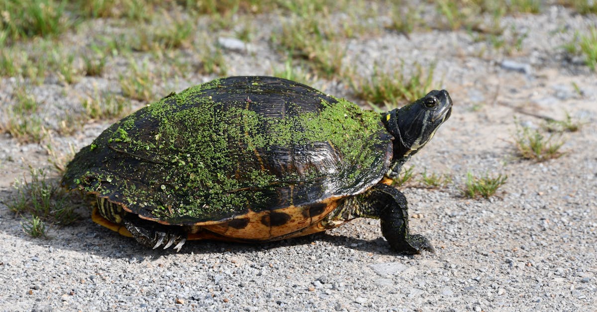 A turtle with algae on its shell walking on gravel in Decatur, AL. Wildlife photography.
