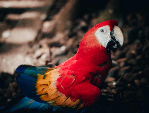 Ingyenes stockfotó állatfotók, arapapagáj, costa rica témában