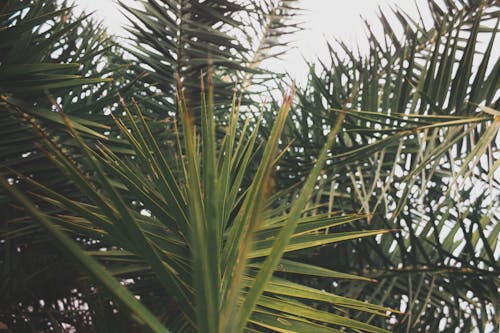 Green Palm Trees