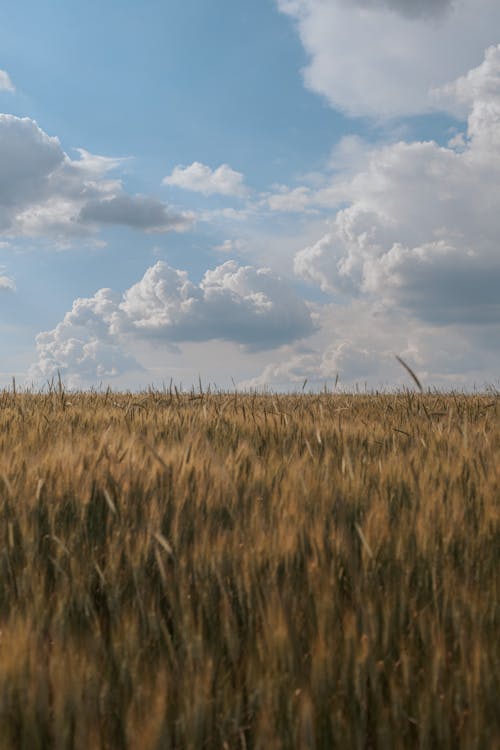 Fotos de stock gratuitas de agricultura, amarillo, campo