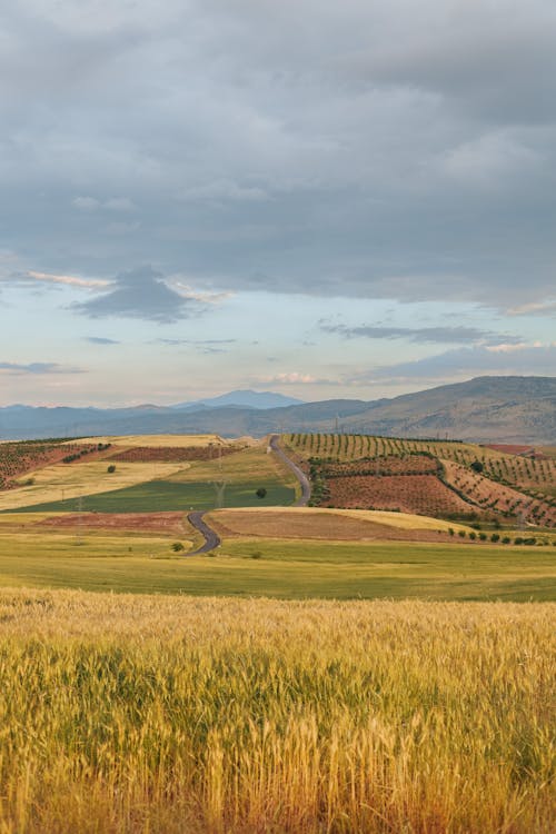 Foto profissional grátis de agricultura, áreas, estrada