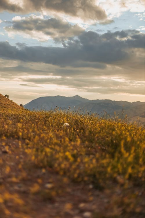 Fotos de stock gratuitas de césped, cordillera, montañas