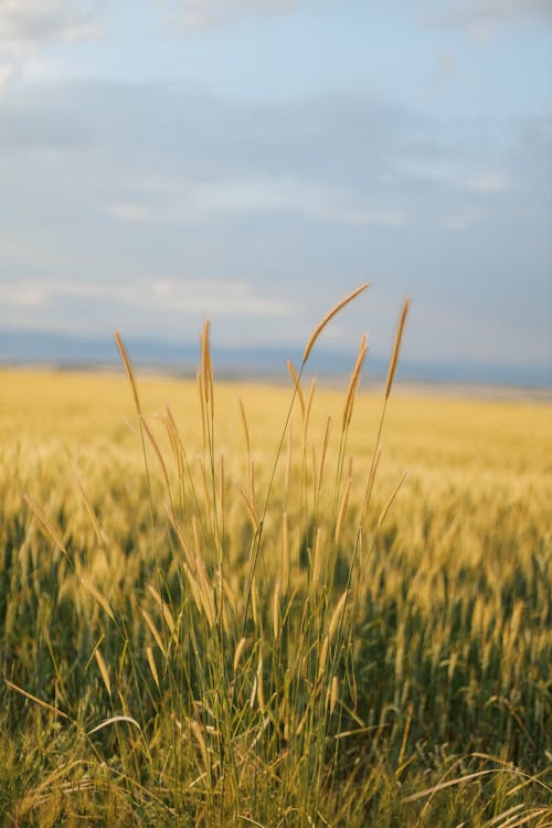 Close up of Grain on Field