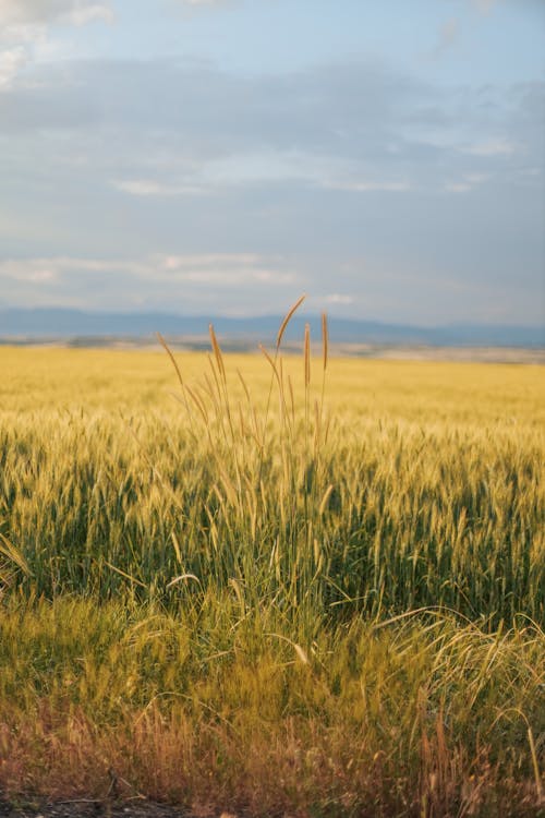 Fotos de stock gratuitas de agricultura, campo, cereales
