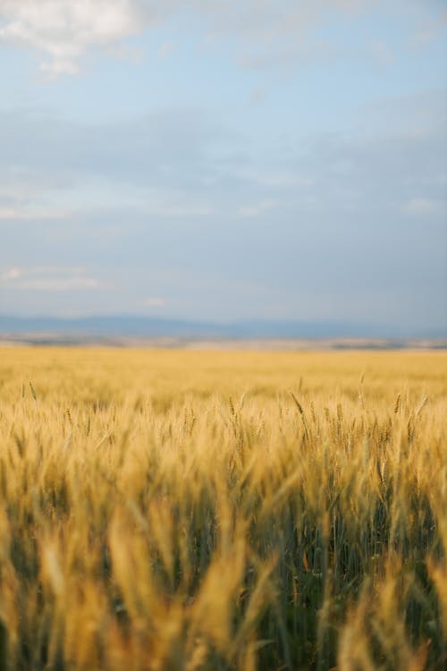 Fotos de stock gratuitas de agricultura, amarillo, campo