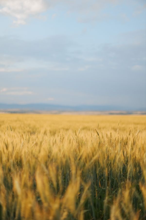 Covered field crop