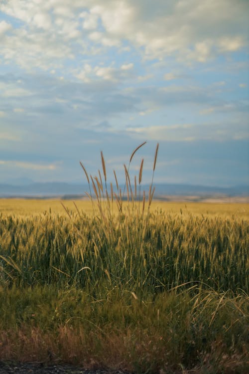 Fotos de stock gratuitas de agricultura, campo, de cerca