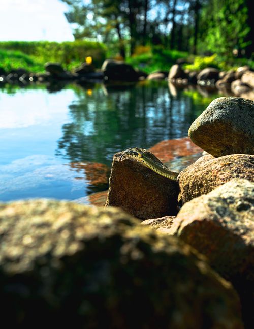 Free A tranquil lakeside scene in Belarus with stones and a basking lizard, perfect for nature enthusiasts. Stock Photo
