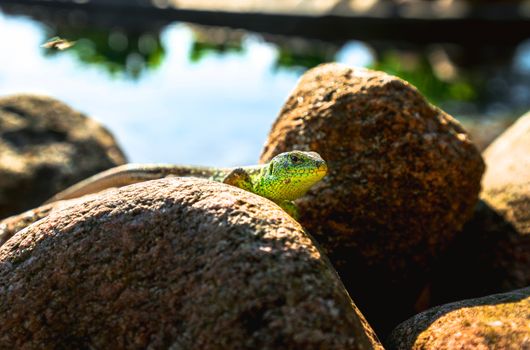 lizard photo