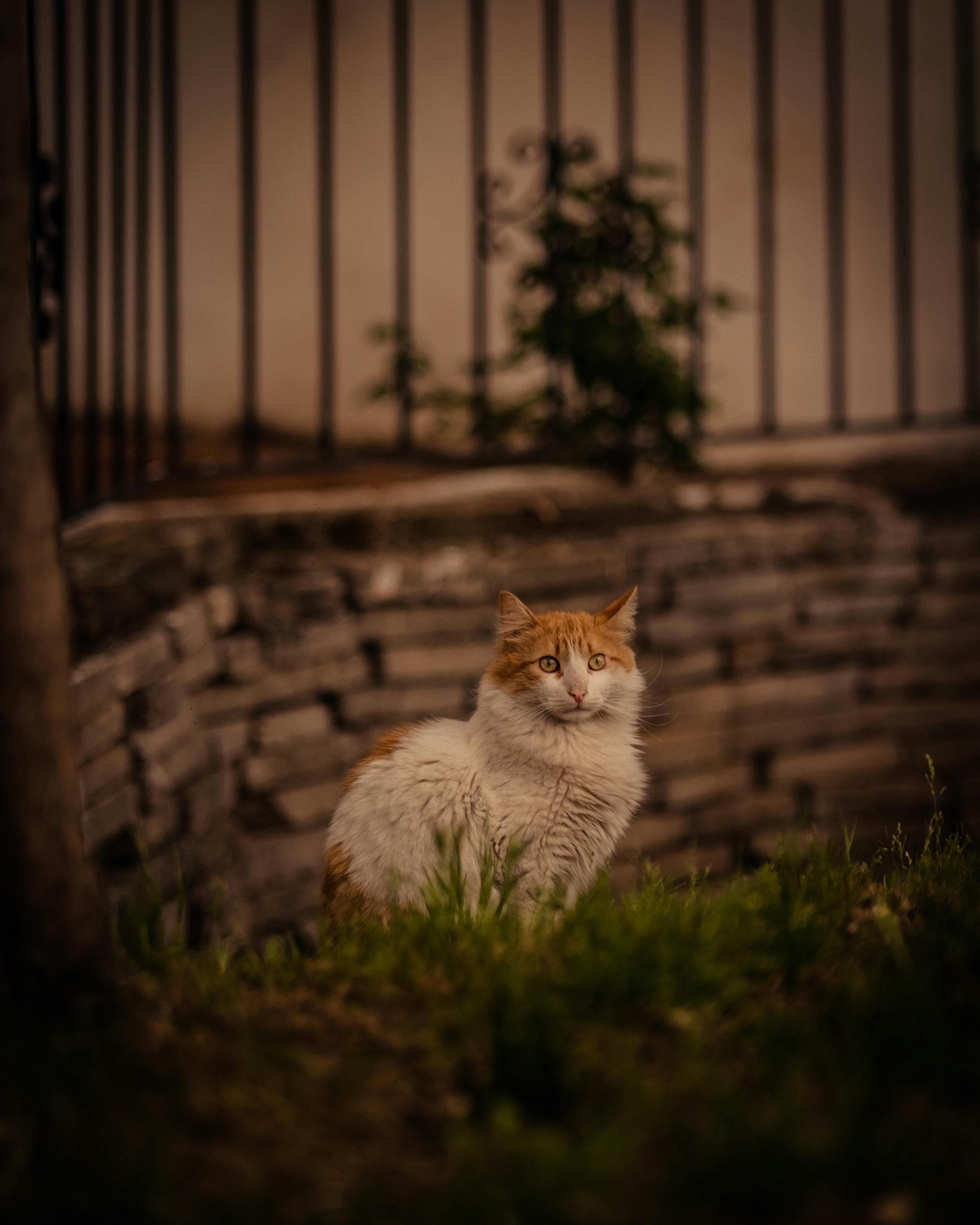 funny cat sitting on the grass