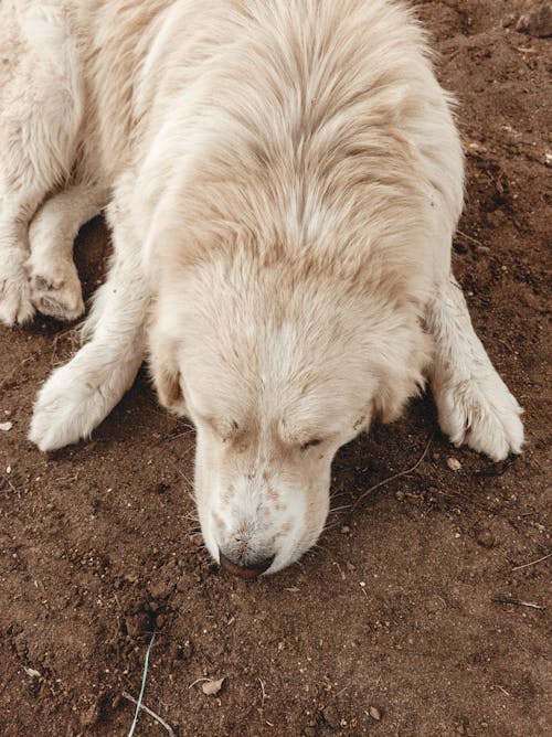 Close up of White Dog
