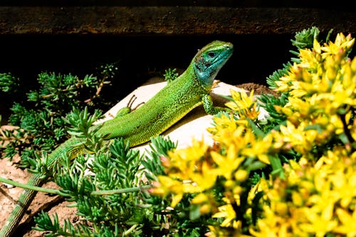 A green lizard sitting on a rock next to some flowers