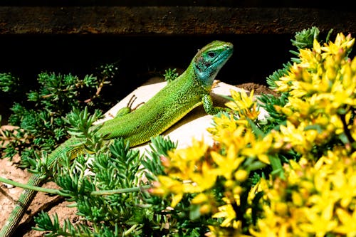 @戶外, lacerta viridis, 動物 的 免費圖庫相片