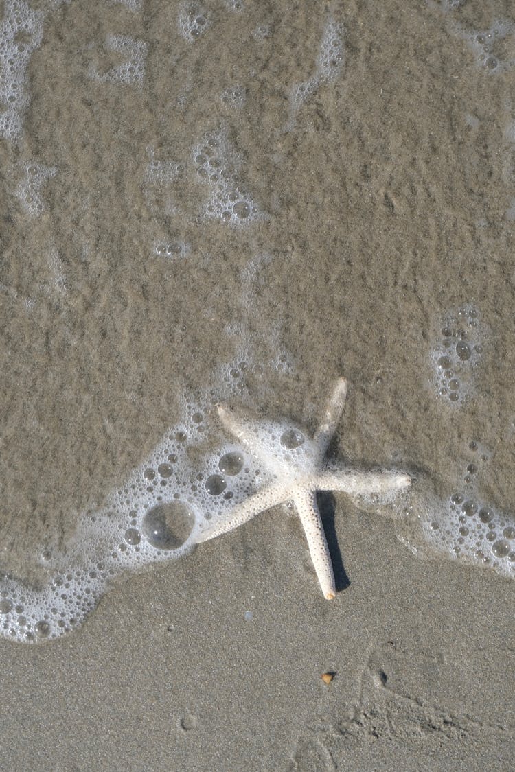 Starfish On Sand