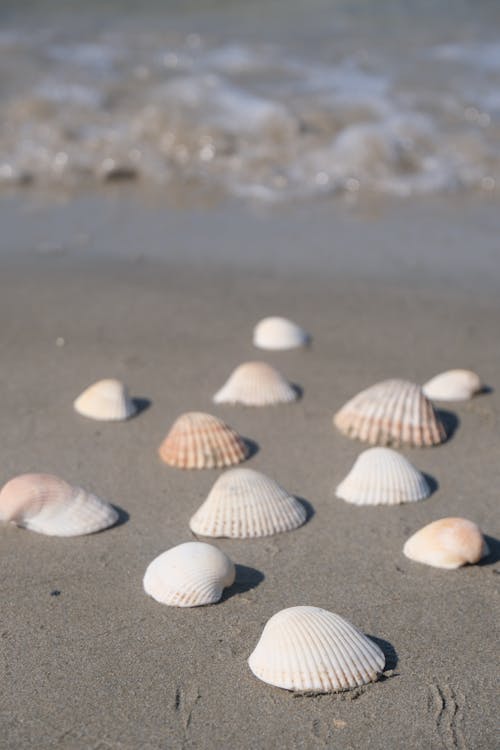 deniz, deniz kabukları, dikey atış içeren Ücretsiz stok fotoğraf