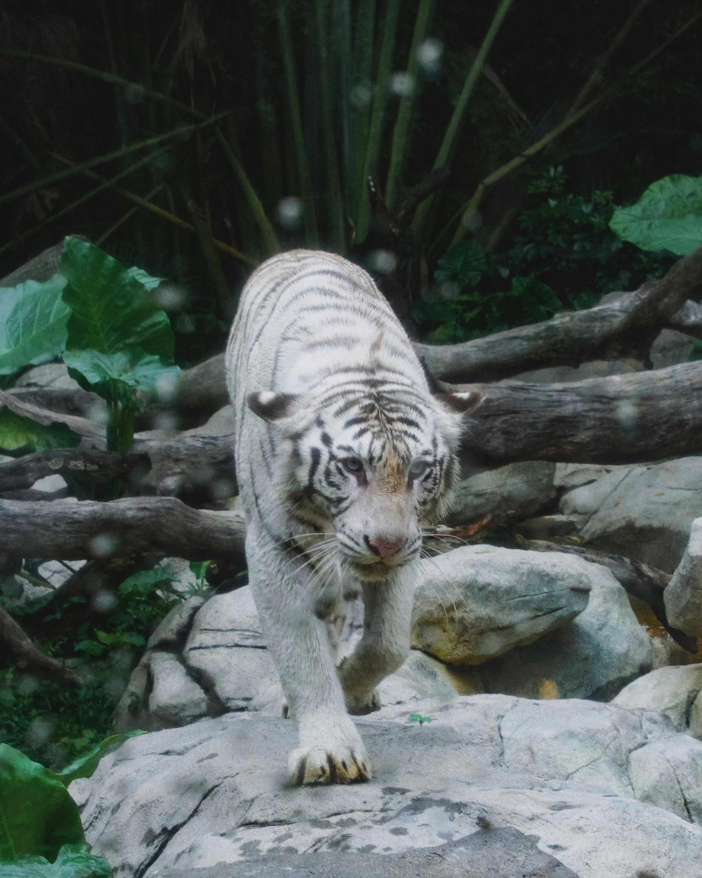 A stunning white Bengal tiger prowling through a rocky, lush enclosure, showcasing its majestic demeanor.