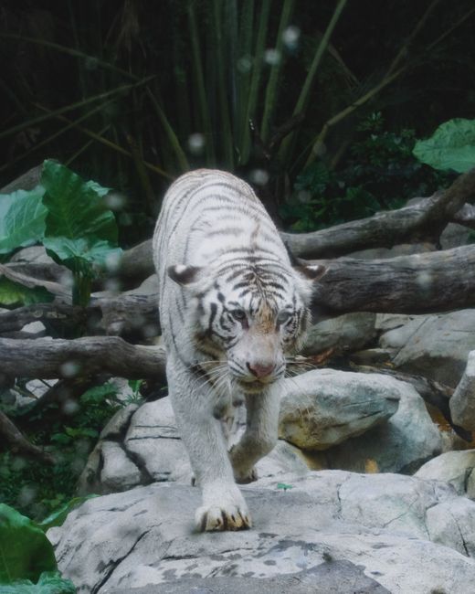 A stunning white Bengal tiger prowling through a rocky, lush enclosure, showcasing its majestic demeanor.