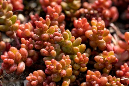 Free Close-up of vibrant red Sedum succulents with a selective focus in Lausanne, Switzerland. Stock Photo