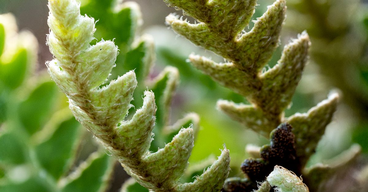 Rust Back Fern Fronds of Rustyback Fern · Free Stock Photo