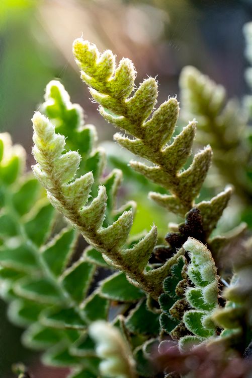 Rust Back Fern Fronds of Rustyback Fern · Free Stock Photo