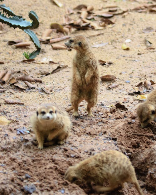 Meerkats Standing on Sand