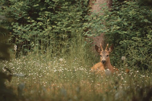 Roebuck Lying Among Wildflowers in a Clearing