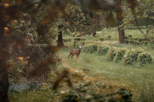 Young Deer in the Garden