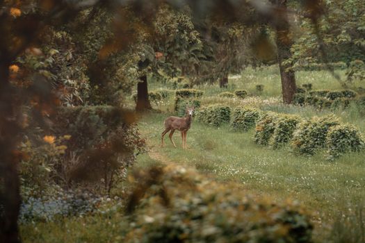 Free stock photo of animal, animal in forest, daylight