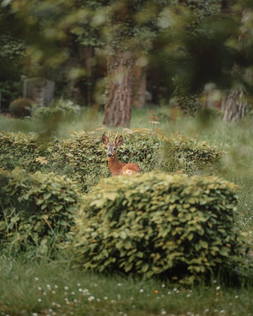 Young Roebuck Behind the Shrubs