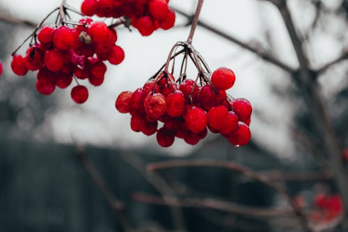 Red Cherry Fruit