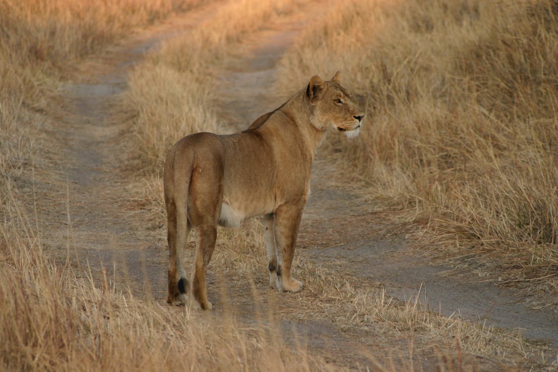 A Lioness on the Field 