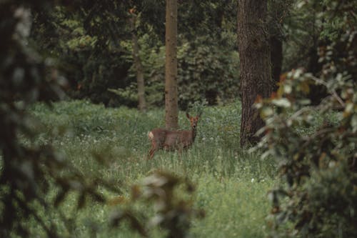 Deer in the Clearing