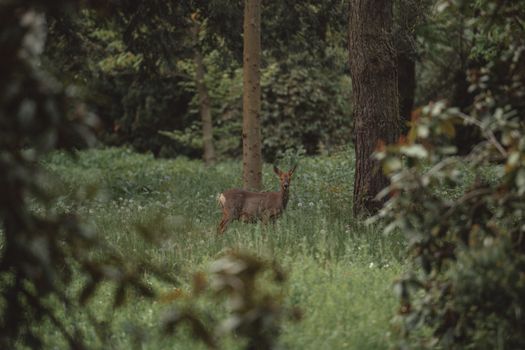 Free stock photo of antler, daylight, deer