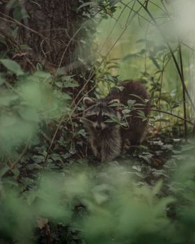 Curious raccoon peering through forest foliage in Leipzig, Germany.