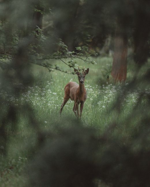 A serene deer stands in a vibrant meadow surrounded by lush greenery in Leipzig, Germany.