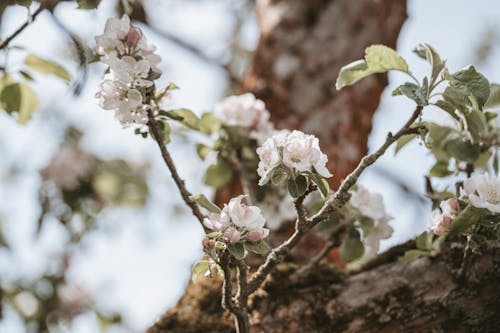 Бесплатное стоковое фото с весна, вишня, выборочный фокус