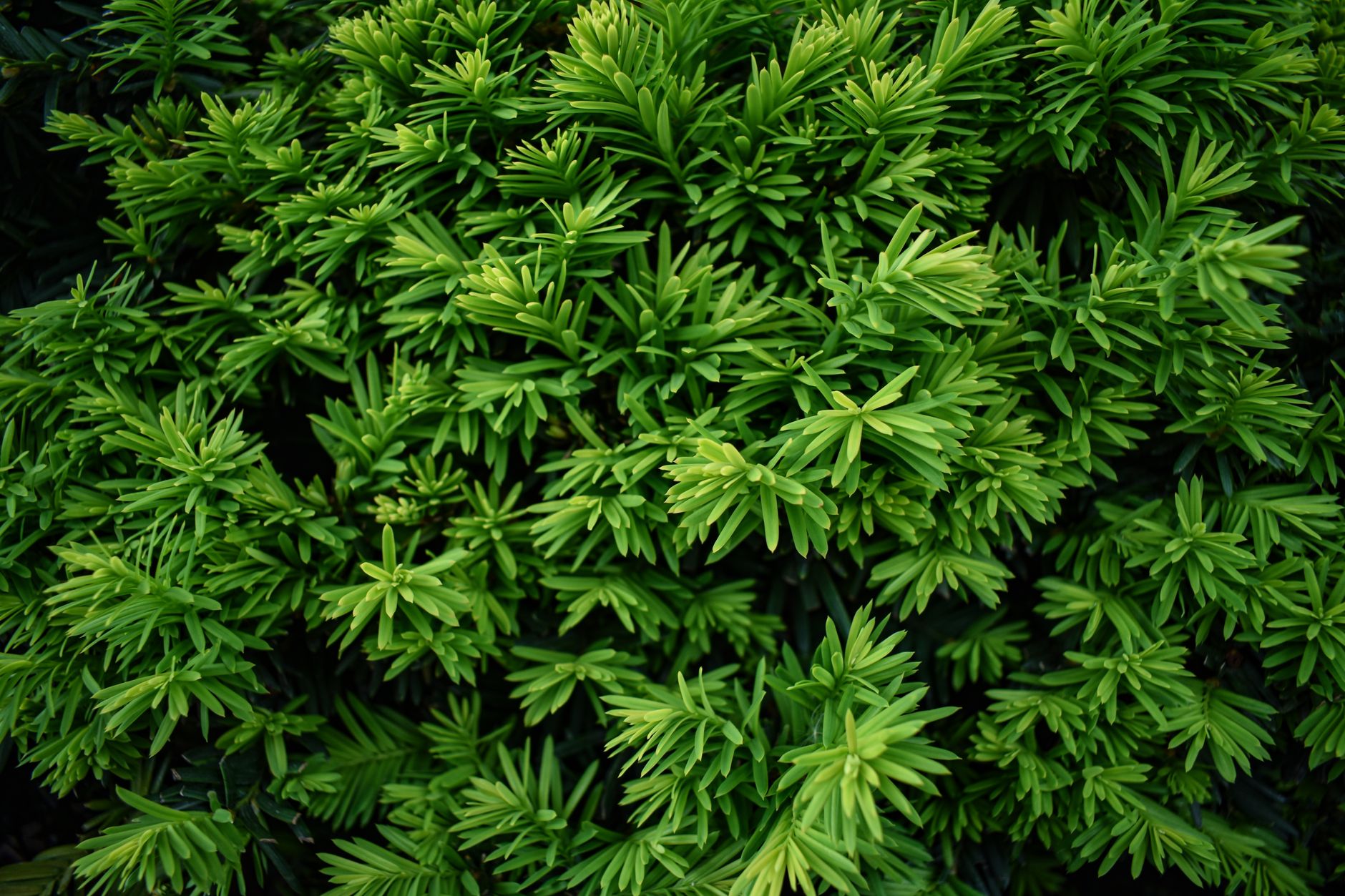 Vibrant green coniferous plant branches in a dense close-up view.