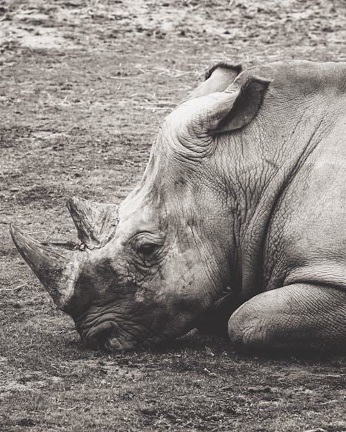 Rhino Lying Down