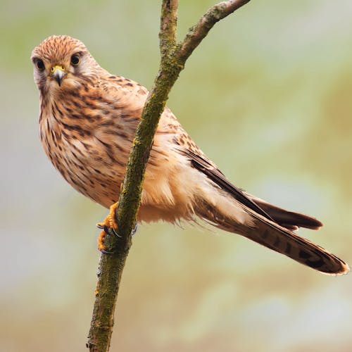 A bird perched on a branch with a blurred background