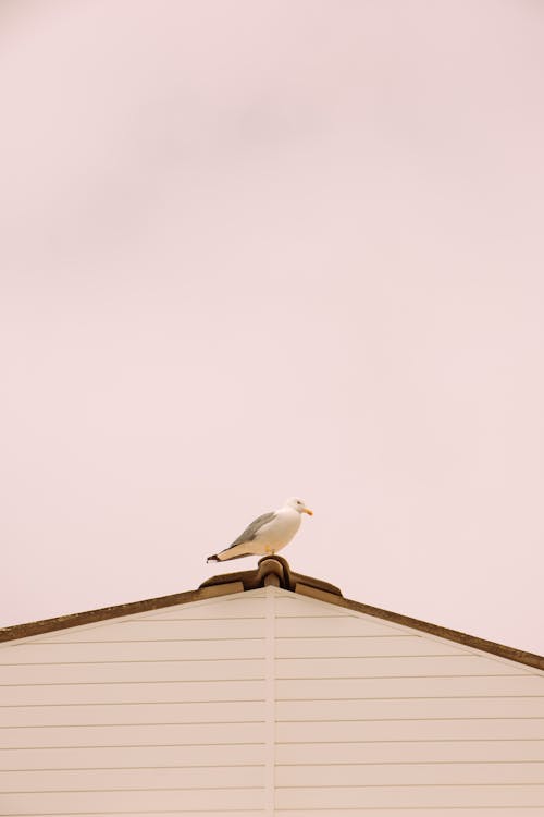 Close-up of a Seagull on the Roof of a House 