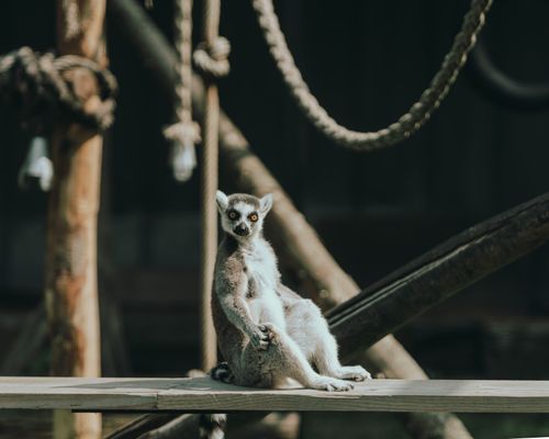 Free A playful ring-tailed lemur sits on a beam, basking in the sun at a zoo in Emmen, Netherlands. Stock Photo