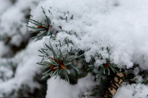 Pino Cubierto De Nieve